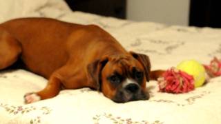 Goofy Boxer Dog never listens to my wife [upl. by Nanor]