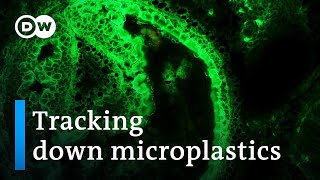 How dangerous are microplastics  DW Documentary [upl. by Jennilee]