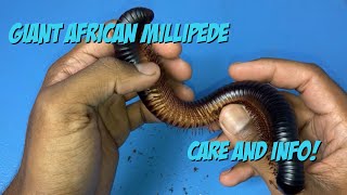 Giant African Millipede Care And Info [upl. by Assener]