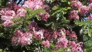 TREES IN BLOOM CASSIA GRANDIS CASSIA ROSA Decorative plants [upl. by Elicec]