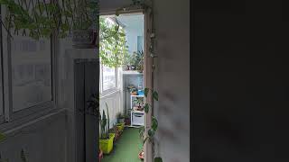 🌿 Pothos Money Plant Climbing Along The Balcony Door🌿 thehomeplants planthome indoorplants [upl. by Esialb]