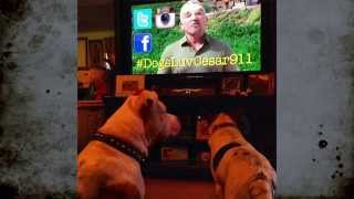 Dogs Watching Cesar 911  Highlights [upl. by Pacien202]