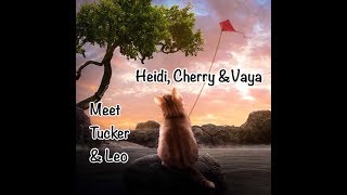 Fun Bedtime Story For Kids  Heidi Cherry amp Vaya Meet Tucker amp Leo [upl. by Ardnaiek]