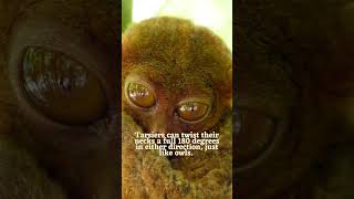 Incredible Tarsier Facts  The Smallest Monkey shortsyoutube [upl. by Monteria361]