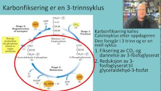 Fotosyntesen Calvinsyklus [upl. by Amolap]