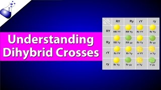 Dihybrid Genetic Cross [upl. by Ennaecarg]