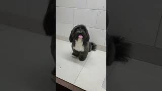 Peluquería canina Dominicana [upl. by Siloa]