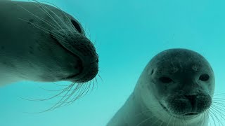 Seals at Zeehondencentrum Pieterburen 15092024 [upl. by Sirod]