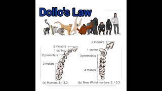 Dollos LawLaw of Irreversibility AnthropologyInsightsforUPSCNET [upl. by Lammaj]