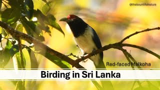 Sri Lanka  Birding on a Road Trip [upl. by Aihsyak377]