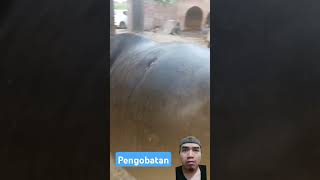 Pengobatan animalmedicine cow horsenutrition animals horsehealth bull cattlecare shortvideo [upl. by Uzzi]