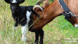 Les tout premiers pas du chevreau né le 30 juillet 2015 à la ferme Bellevue Notre Dame des Landes [upl. by Urbai]