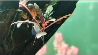 How to grow Hygrophila Pinnatifida [upl. by Litt]