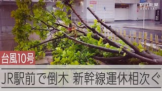 【台風10号】鹿児島中央駅前で倒木 交通に大きな乱れ [upl. by Leilah]