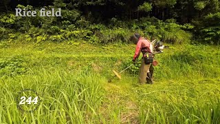 【 Rice Field 】 Grass cutting shindaiwa JPNRK3026PT254cc Chapter244 [upl. by Cranford]