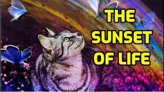 10 Symptoms Of A Cat Dying From Old Age [upl. by Tohcnarf]