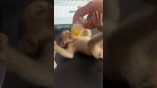 Cutie baby monkey style drink milk 😄 training shortsvideo monkey monkeyvideo monkeys shrots [upl. by Cattan]