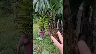 2 Coisas que a Bananeira Adora e Faz Produzir Muita Banana [upl. by Derf]