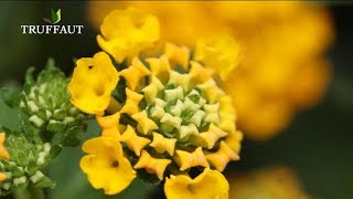 Comment planter un lantana au jardin ou en pot   Truffaut [upl. by Simsar]