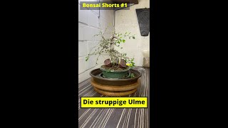 Die struppige Chin Ulme Ulmus parvifolia shorts  Bonsai Shorts 1 [upl. by Aerdnac]