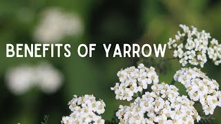 Benefits of Yarrow Medicinal Uses of Common Yarrow [upl. by Mafala]