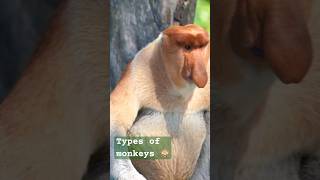 Monkeys and their typesm monkey animals wildlife amazingfacts subscribe [upl. by Minnie429]