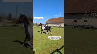 Cheval à vendre  Magnifique entier pie noir 3 ans 9971 darabe  equirodicom [upl. by Ardnyk155]