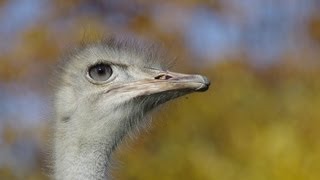 紅葉がきれいな秋の円山動物園2012 [upl. by Nerrag179]