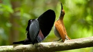 Magnificent Riflebird [upl. by Eaj]