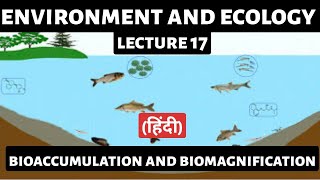 Bioaccumulation amp Biomagnification Explained  UPSC Environment amp Ecology  Detailed Analysis [upl. by Selim]