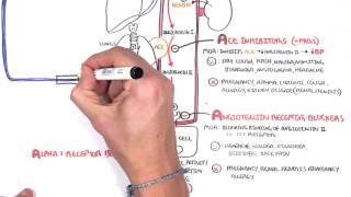 Pharmacology  Antihypertensives [upl. by Atihana362]