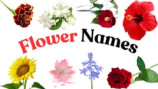 Beautiful Flowers for Kids  Learn the Names of 30 Popular Flowers [upl. by Wiltz838]