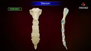 Sternum ‎Anatomy  Osteology  Animation  Parts  Location  Attachments and Clinical correlation [upl. by Aoh]