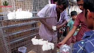 गैलीफ स्ट्रीट रैबिट मार्केट  GALIFF STREET RABBIT SELLER MARCH 2018 VISIT [upl. by Loria959]