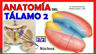 🥇 Anatomía del TÁLAMO 22 Núcleos ¡Explicación Sencilla [upl. by Salmon242]