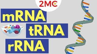 mRNA tRNA and rRNA function  Types of RNA [upl. by Ackerman673]