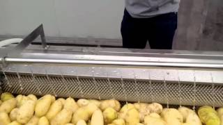 brush type potato washing machine brush type potato washing and peeling machine [upl. by Areht586]