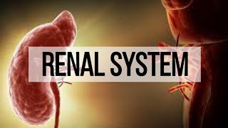 Chapter 1 Renal system  Homostasis  Anatomy and Physiology [upl. by Hayyikaz]