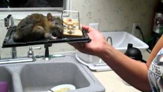 Big Rat in Glue Trap [upl. by Ahsimaj]