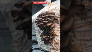 Hongos Setas La carne del futuro 🍄😋 mushroom food [upl. by Ahrendt]