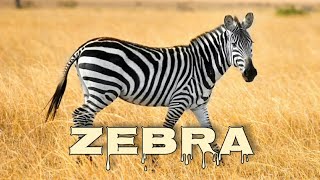 Zebra sounds zebra braying [upl. by Alrats]