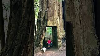 Smithe Redwood State Natural Reserve California 💚 shortvideo shorts nature love youtube [upl. by Idnil201]