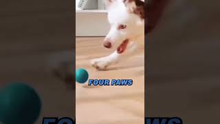 Fur Baby Fun Puppy PlayMate LED Magic Motion Ball  Premiumgiftsshop [upl. by Nymassej]