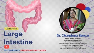 Lecture On Anatomy Of The Large Intestine [upl. by Aurelio]