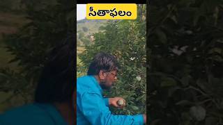 అడవి సీతాఫలం షార్ట్స్ ytshorts [upl. by Ilam293]