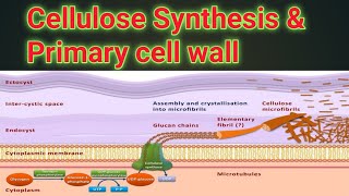 Cellulose Synthesis And Composition Of Primary Cell Walls  Part A 1 Lecture no  7 [upl. by Yorel]