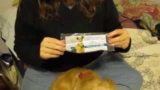 Administering Nasal Bordetella Vaccine  Kennel Cough [upl. by Rickert]