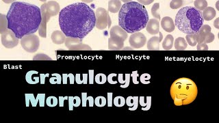 The different morphologies of Granulocytes neutrophils eosinophils and basophils [upl. by Ennovihc]