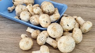 🎯 Try cooking mushrooms this way your family will love it 💖 [upl. by Everett]