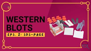 Western Blot Introduction to SDSPAGE [upl. by Harms689]